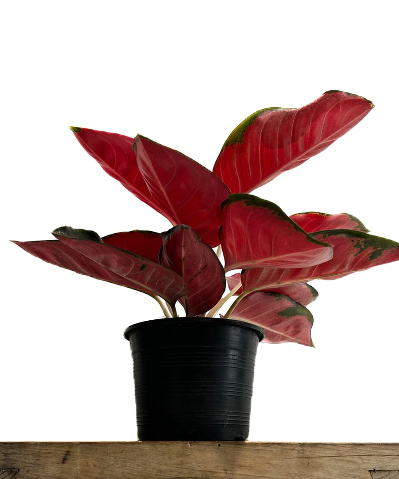 アグラオネマ スック ソム ジャイ ポン「Aglaonema Suk Som Jai Pong