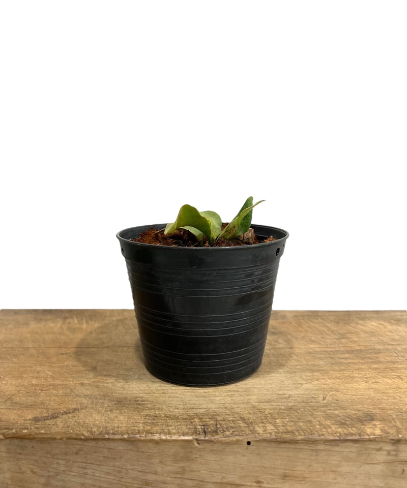 ビカクシダ リトル ウィル 「Platycerium Little Will 」83H | S