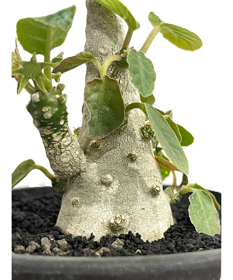 ドルステニア フォエチダ 'FAT MAN' 「Dorstenia foetida 'FAT