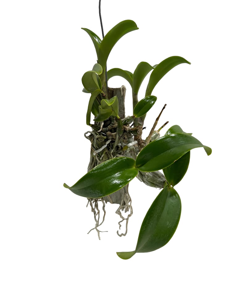 カトレア ノビリオール アマリア 「Cattleya nobilior var. amalia