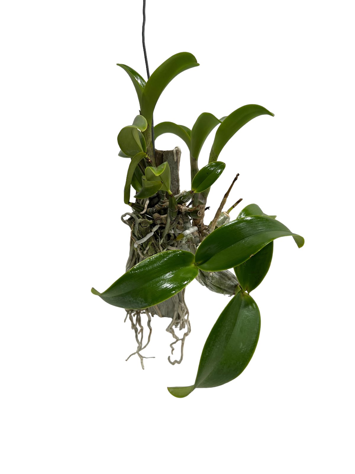 カトレア ノビリオール アマリア 「Cattleya nobilior var. amalia