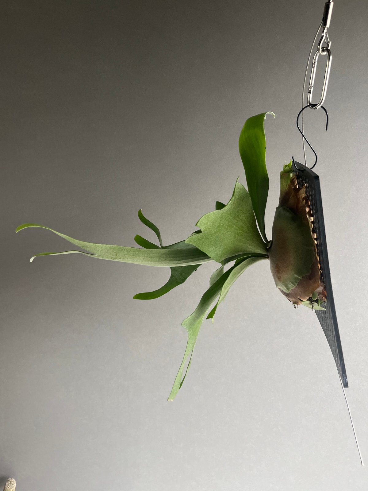 p.Bifurcatum cv.FirstLove ビカクシダplatyceri