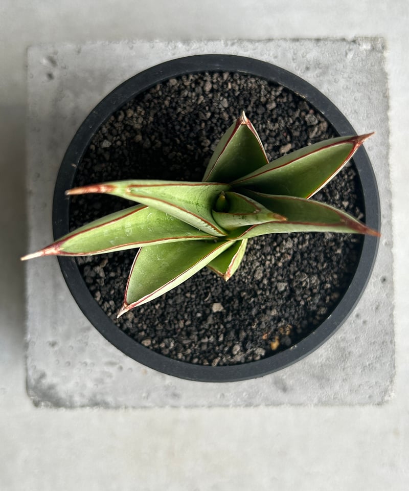 サンセベリア シルバー アーマー「Sansevieria Silver Armor 」42K