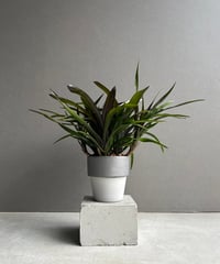 サンセベリア サドワラ ケーブス 斑入 Sansevieria Sudwala caves v