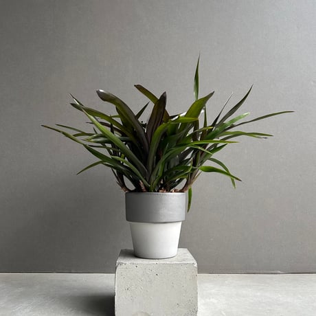 ネオレゲリア | STORES