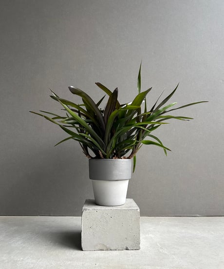 CATEGORY タンクブロメリア | SHOUCHIKUEN