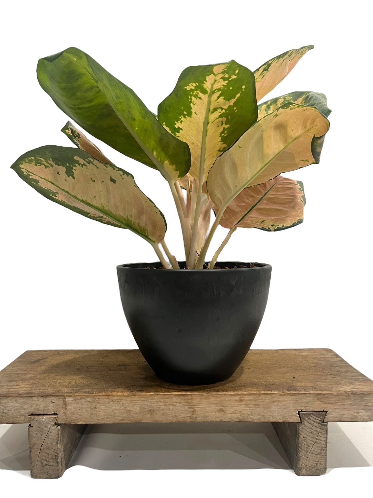 アグラオネマ スターバックス 「Aglaonema Starbucks 」34Q | SHO