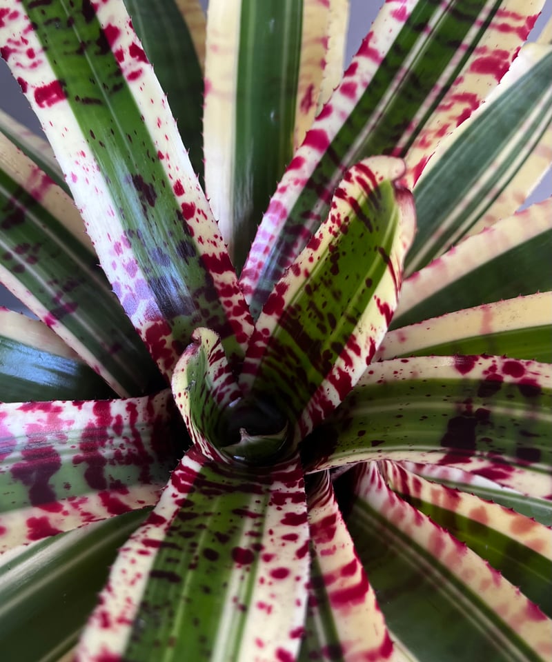 ネオレゲリア ワイルド ラビット 「Neoregelia 'Wild Rabbit'」49Z