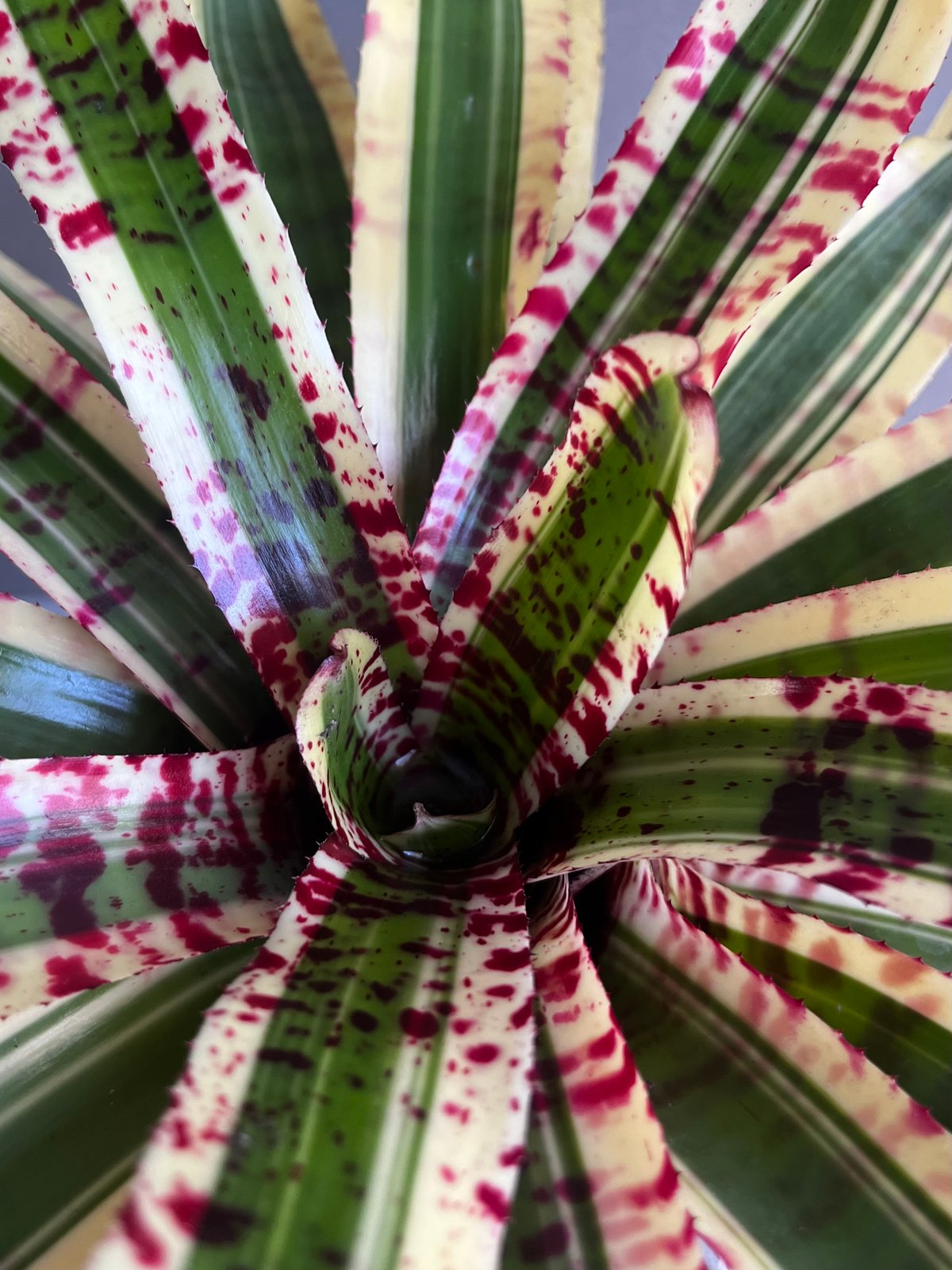 ネオレゲリア ワイルド ラビット 「Neoregelia 'Wild Rabbit'」49Z
