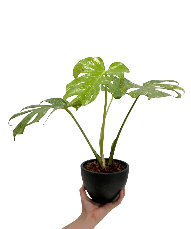 モンステラ デリシオーサ レガシー 「Monstera delisiosa Legacy モンステラ デリシオーサ レガシー 「Monstera delisiosa Legacy
