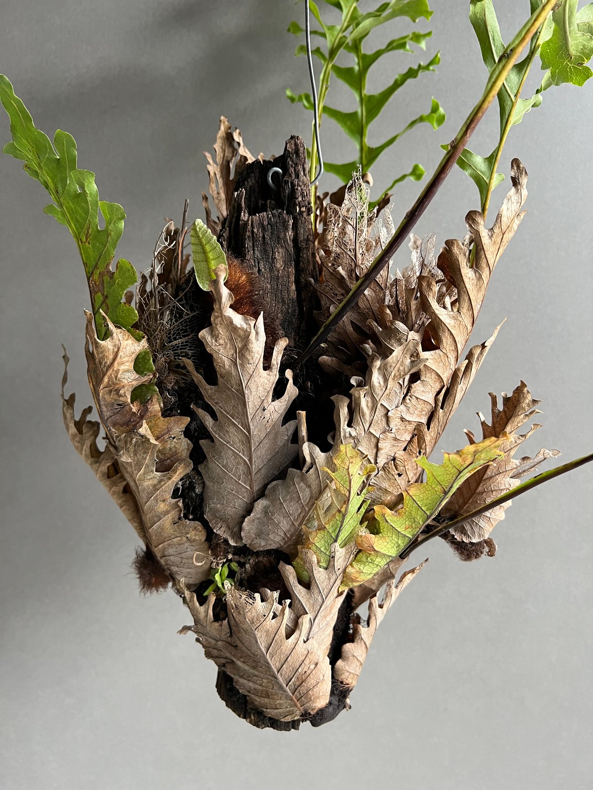 新芽あり特大ドリナリア クエルシフォリア ワイルド ドリナリア クエルシフォリア '変異種' 「Drynaria quercifolia