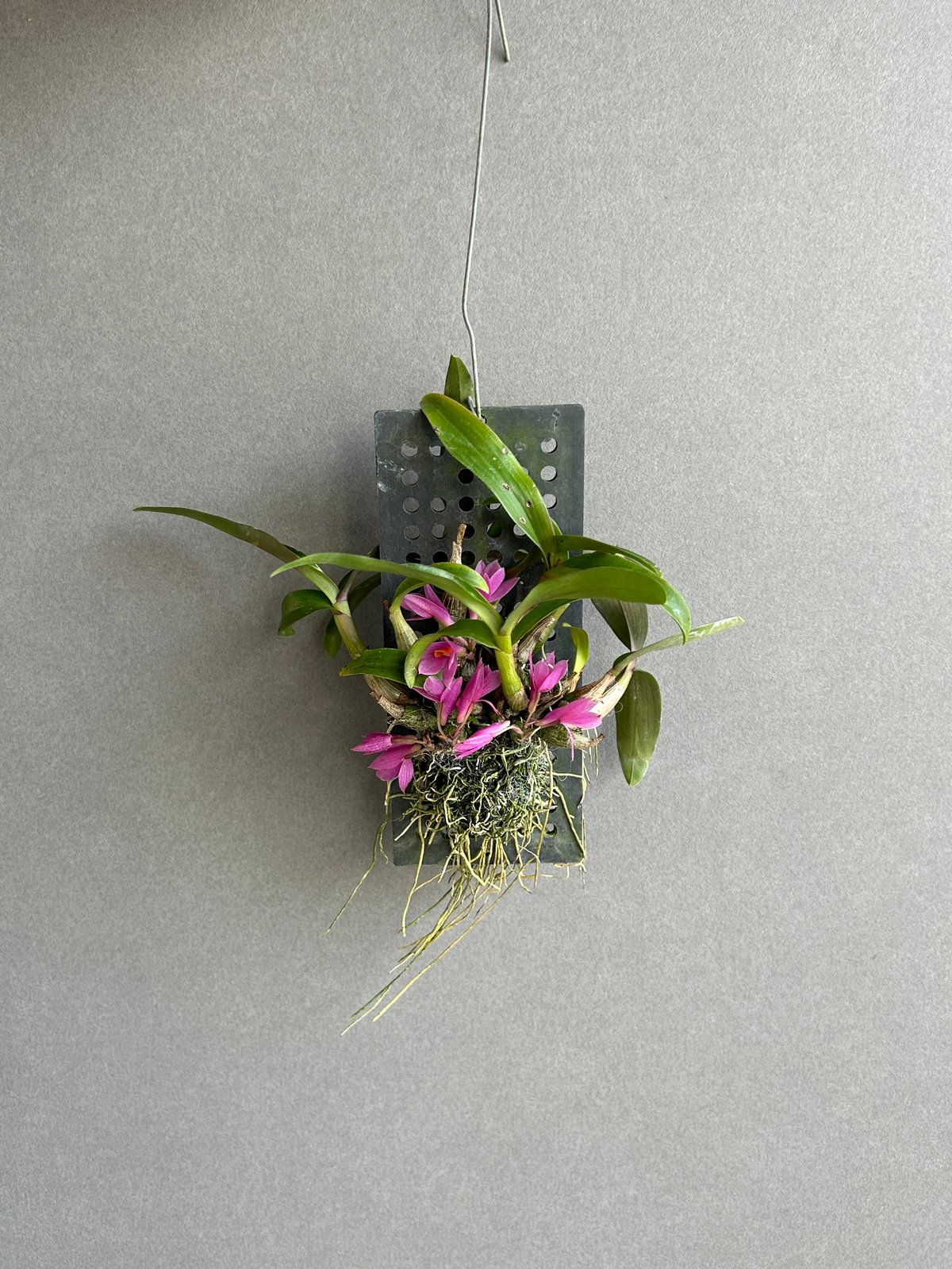 専用⚛️♥新品♥⚛️ DENDROBIUMデンドロビウム　羊皮　ファーベスト38 2016年 3月 「原種」 デンドロビュームの開花 | Dendrobium