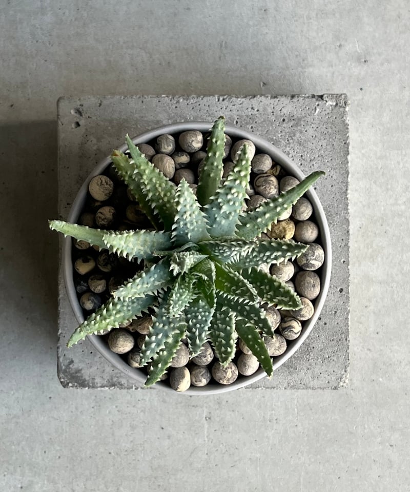 アロエ フミリス+ Sanna Low Pot 「Aloe humilis」18N | SHO