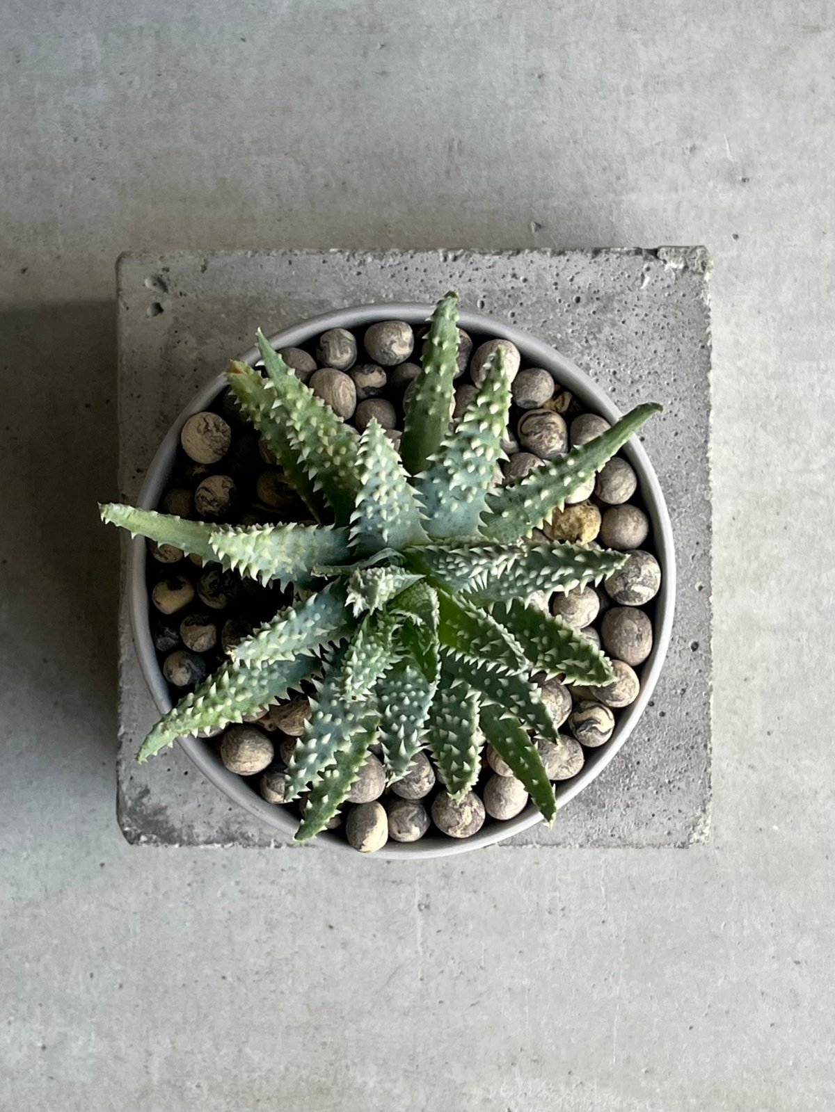 アロエ フミリス+ Sanna Low Pot 「Aloe humilis」18N | SHO