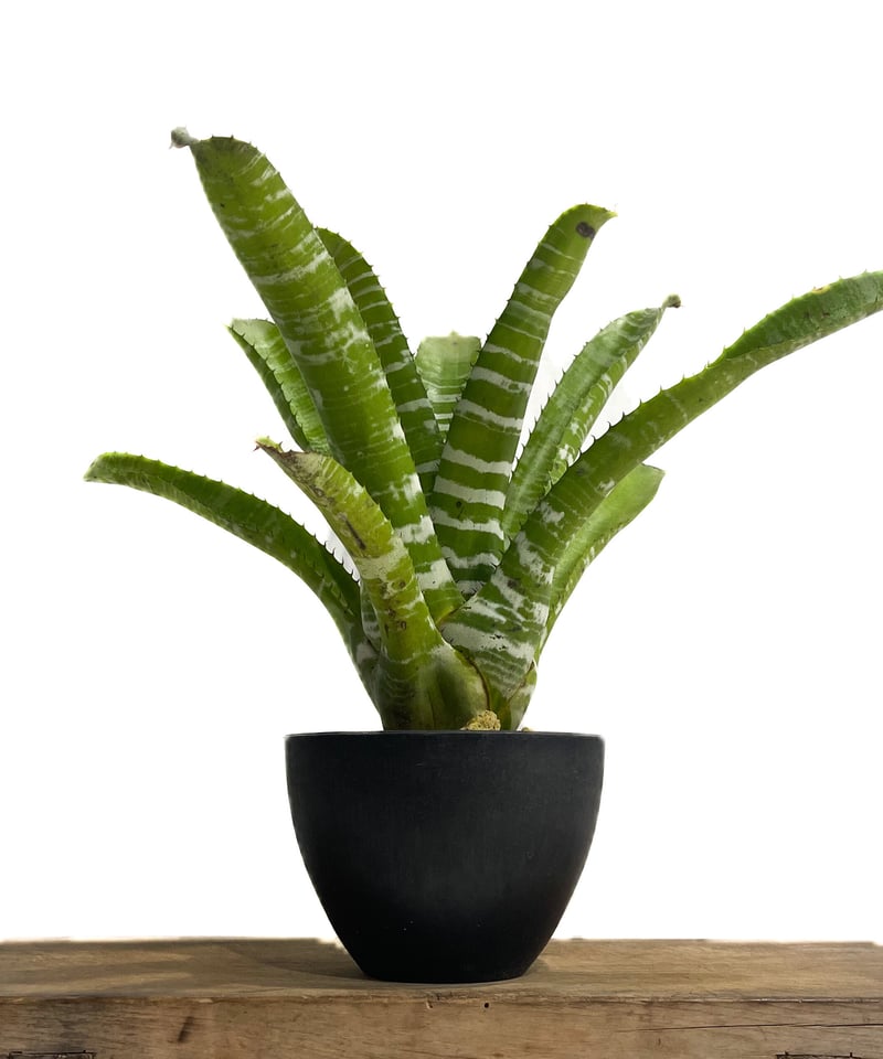 エクメア チャンティニー ハイブリッド「Aechmea chantinii hybrid」8/