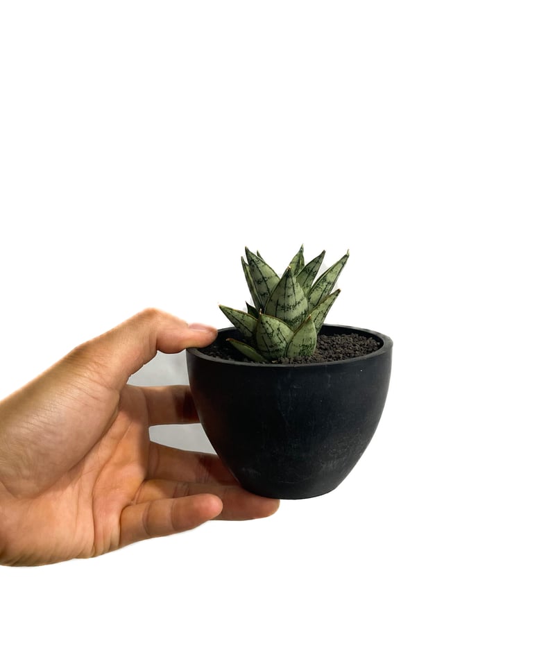 サンセベリア マルガリータ「Sansevieria Margarita」6/1-713-1 |