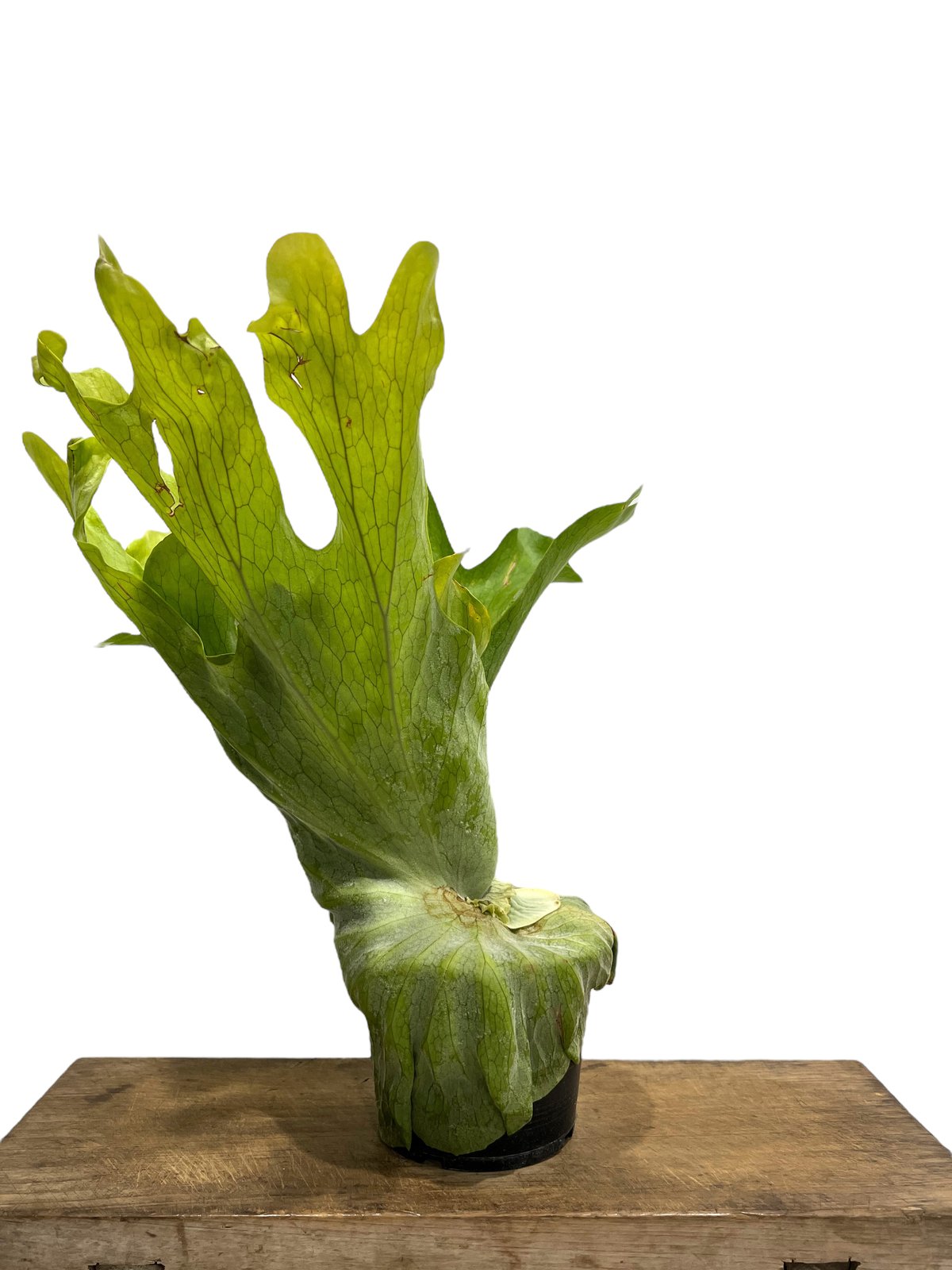 ビカクシダ X メンテロッシイ 「Platycerium “X Mentelosii “」98