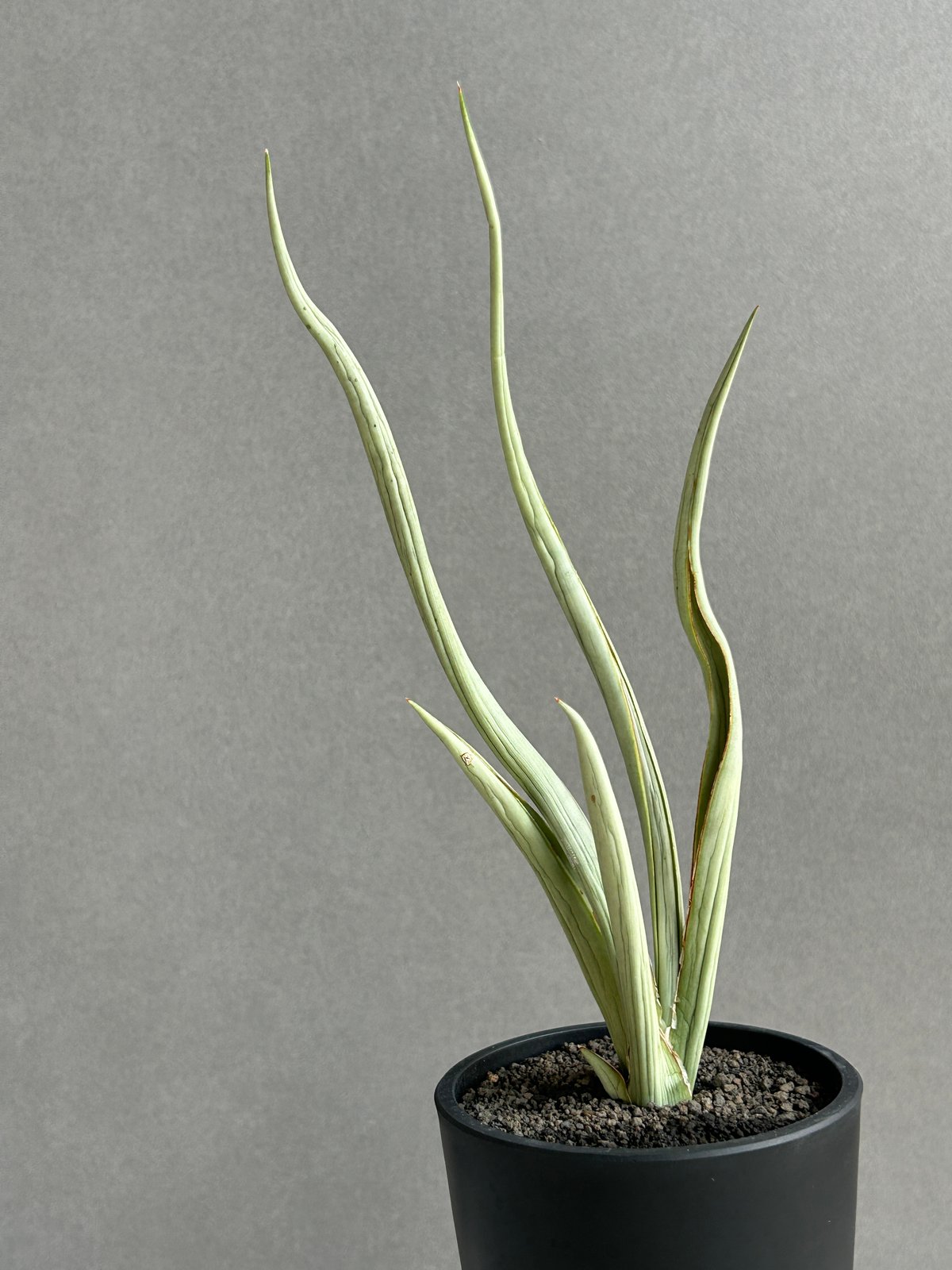 サンセベリア シルバー スパイラル「Sansevieria Silver Spiral (f