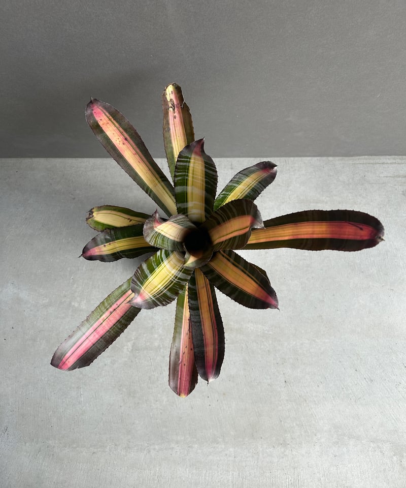 エクメア　ロベルトメネスカル エクメア ロベルト メネスカル | ソレトナ植物店