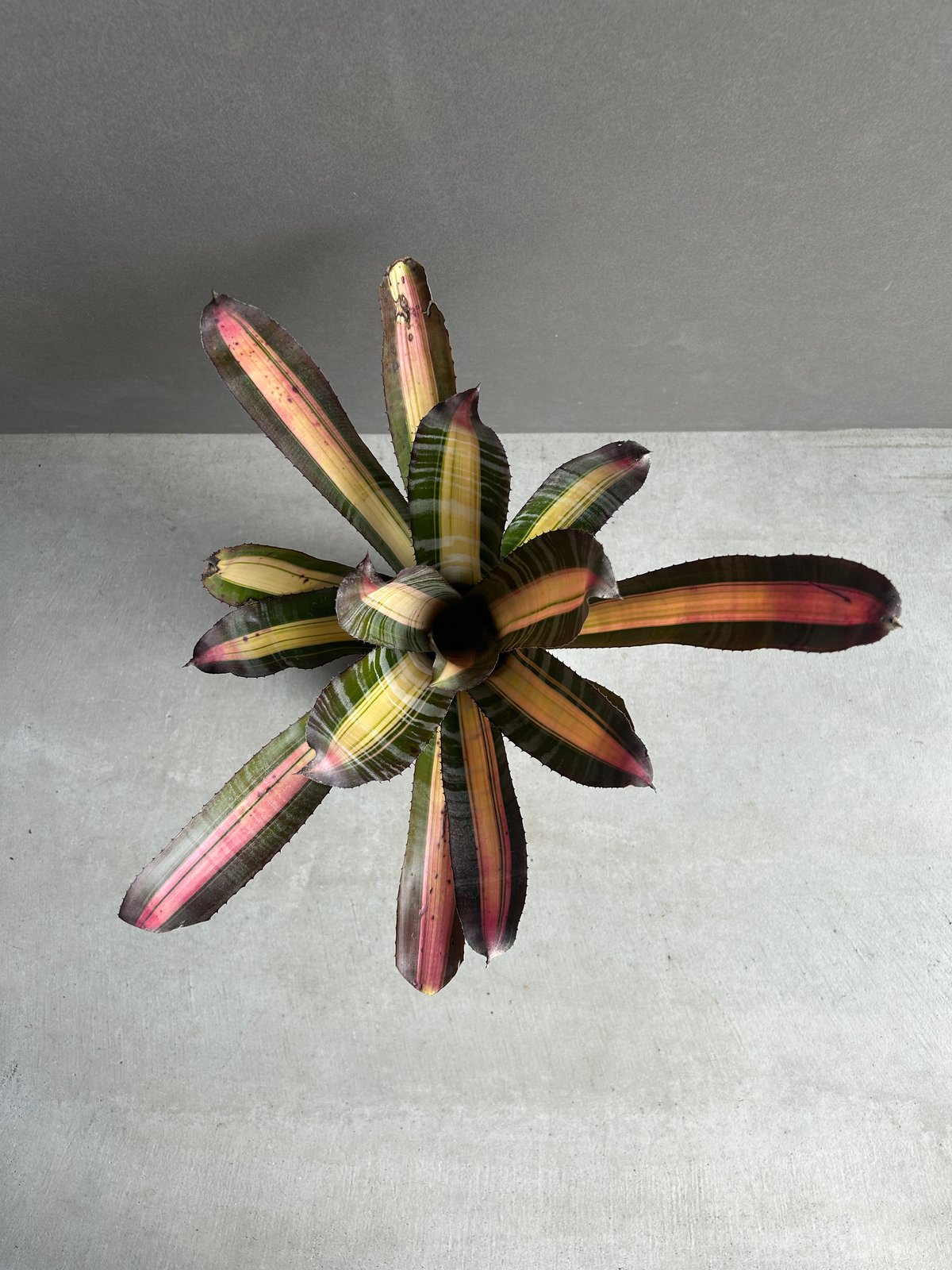 エクメア ロベルト メネスカル「Aechmea 'Roberto Menescal'」95I