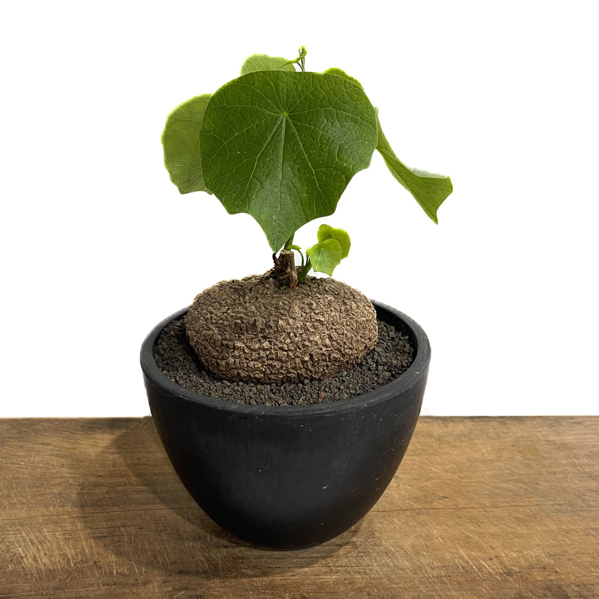 ステファニア スベローサ　塊根植物 Stephania suberosa ステファニア スベローサ Stephania suberosa 植木鉢亀甲竜 多肉