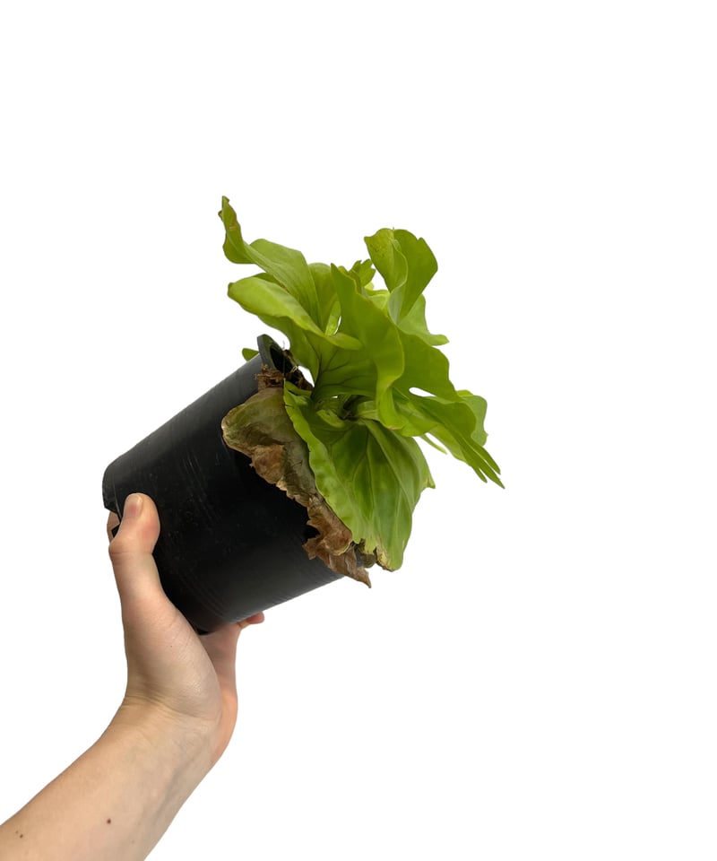 ビカクシダ リドレイ ワイドリーフ 「Platycerium ridleyi wide