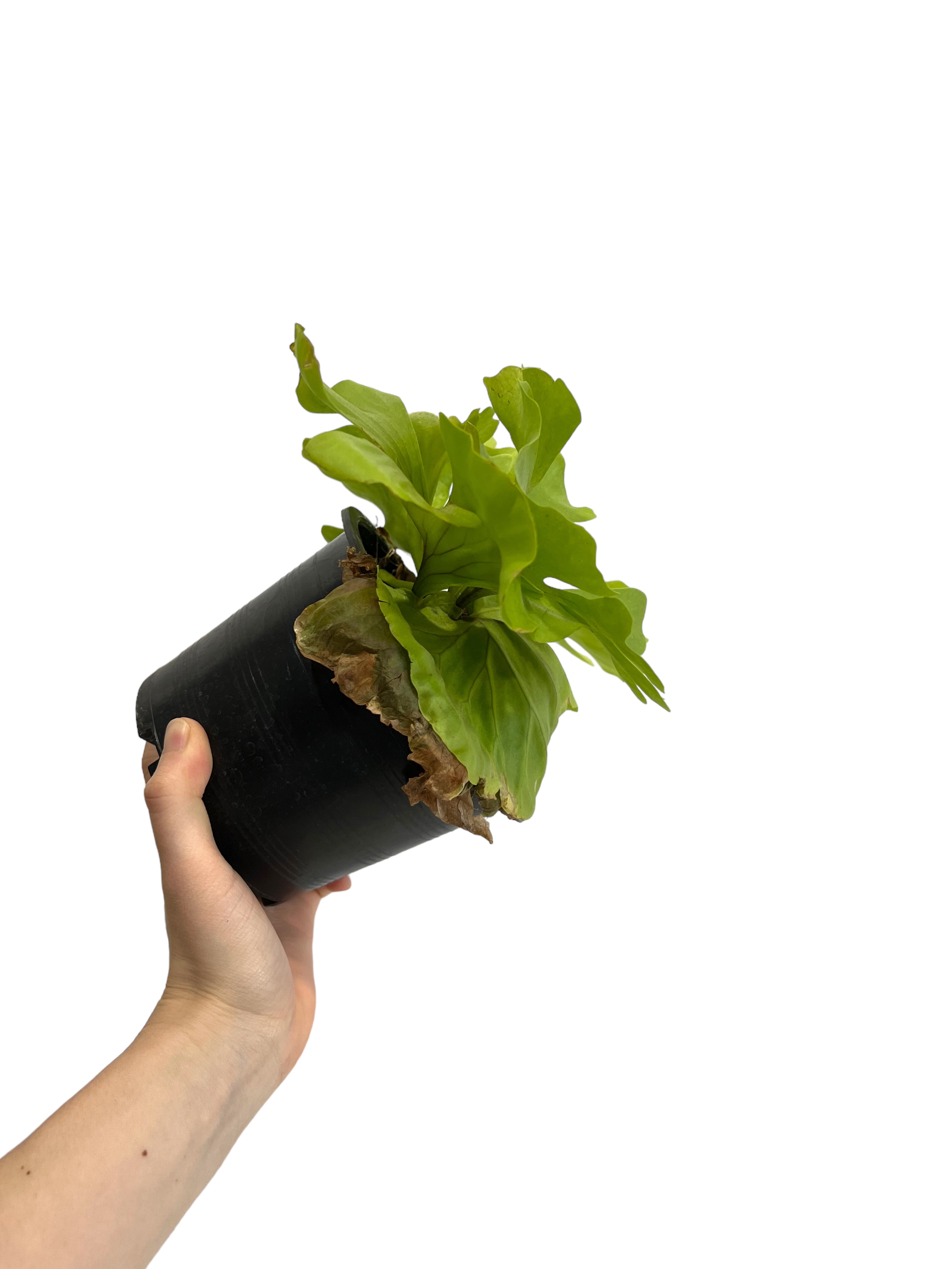 ビカクシダ リドレイ ワイドリーフ 「Platycerium ridleyi wide lea