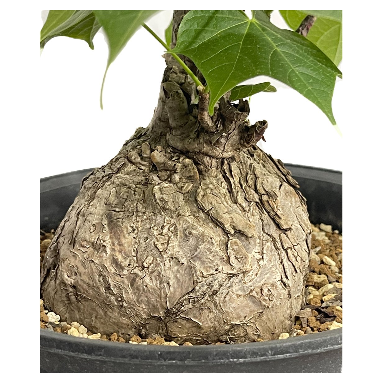 現品】 希少 塊根植物 激レア フィルミアナコロラータ FIRMIANA