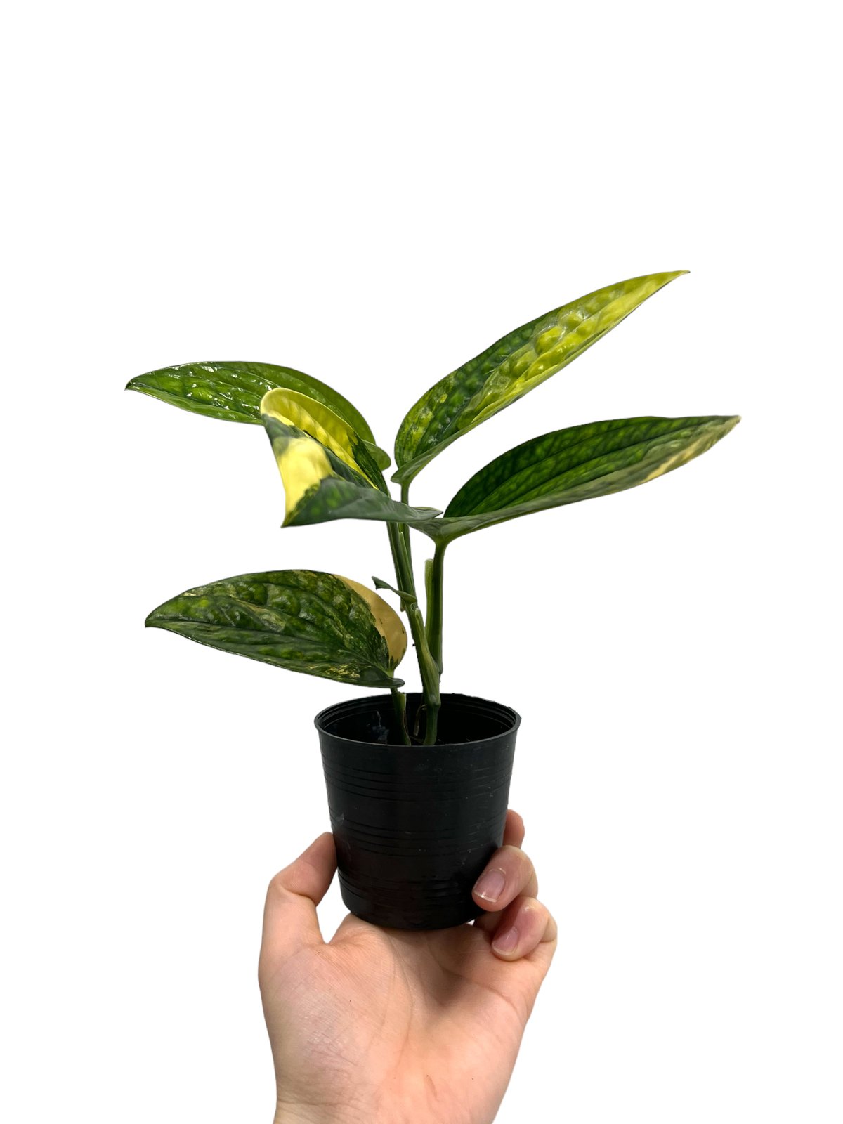 モンステラ 変異葉 激レア モンステラ 変異葉 激レア 葉にあく穴の数