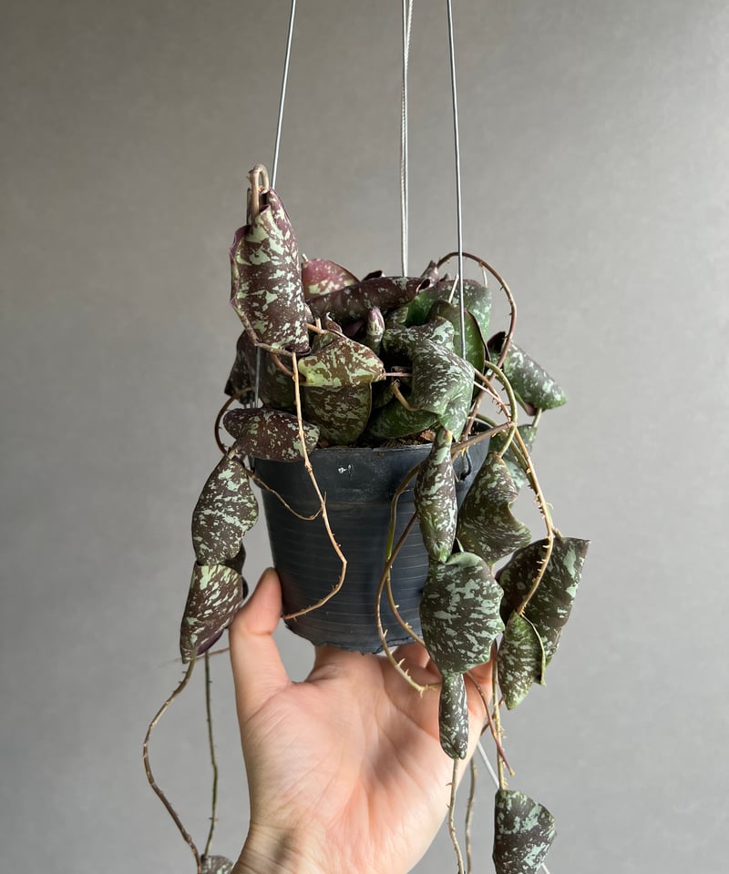 catcatさん専用 ＊ Hoya ＊ ホヤ ＊ inflata Yahoo!オークション - 824 ホヤ インフラータ Hoya inflata 花付き株プ