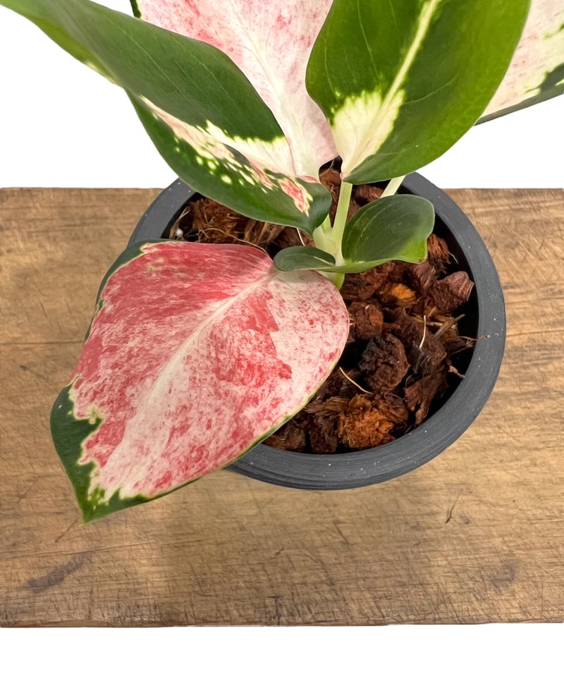 アグラオネマ ネオン “Wagyu” 斑入 「Aglaonema Neon “Wagyu” V