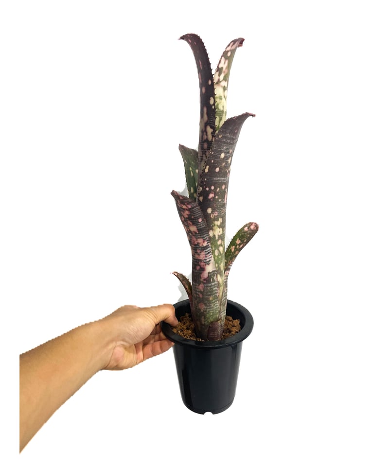 ブロメリア・エアープランツ Billbergia Kolan Chestnut Billbergia Kolan Apocalyptic x Kolan Crunch | P