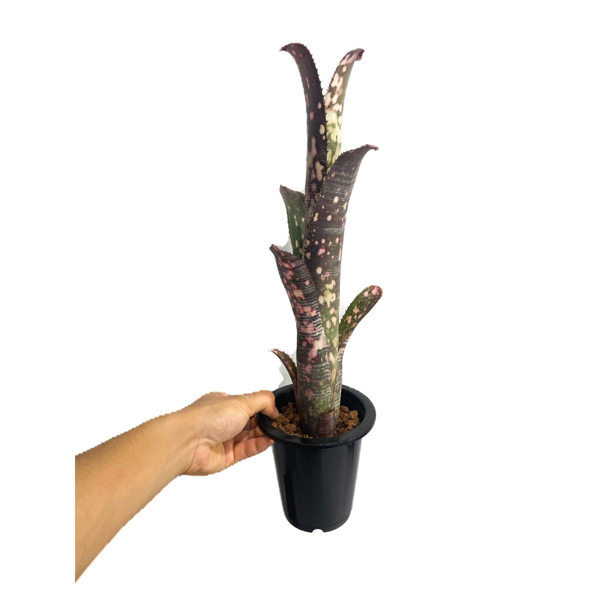 ビルベルギア コラン ノックアウト「Billbergia Kolan Knockout