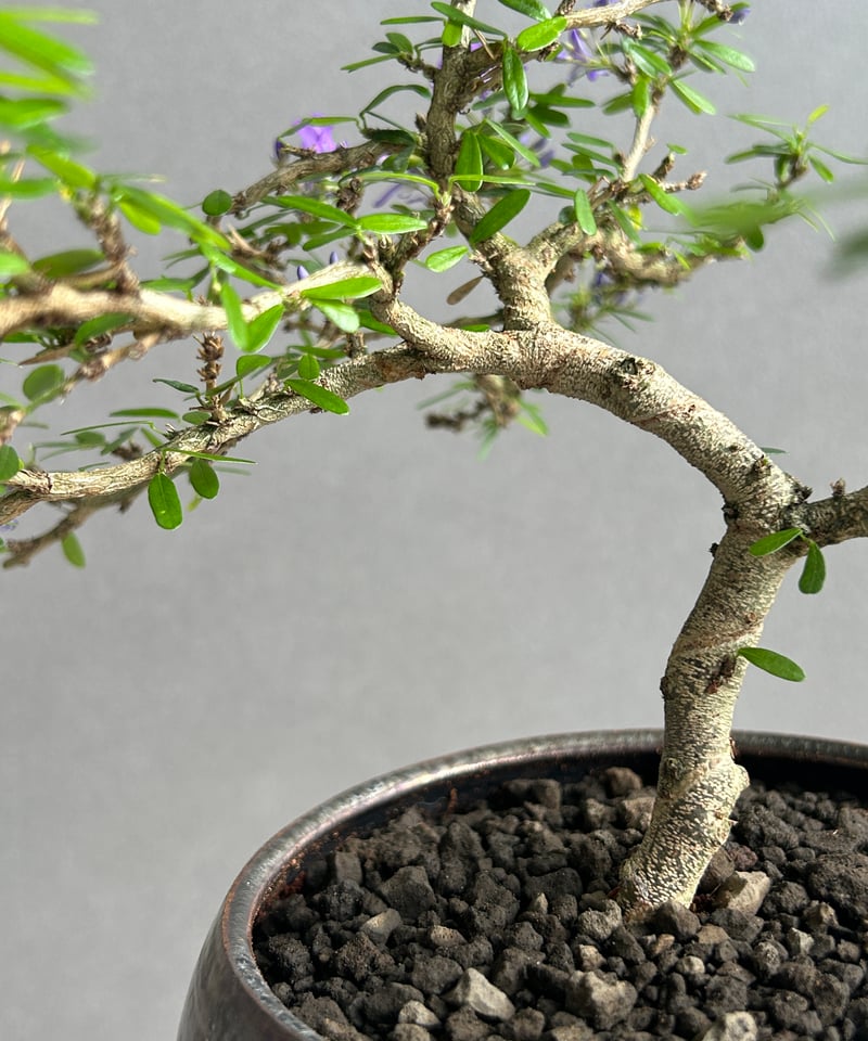 うち” 盆栽+ object by 1218 「“UCHI” BONSAI 」15I | S