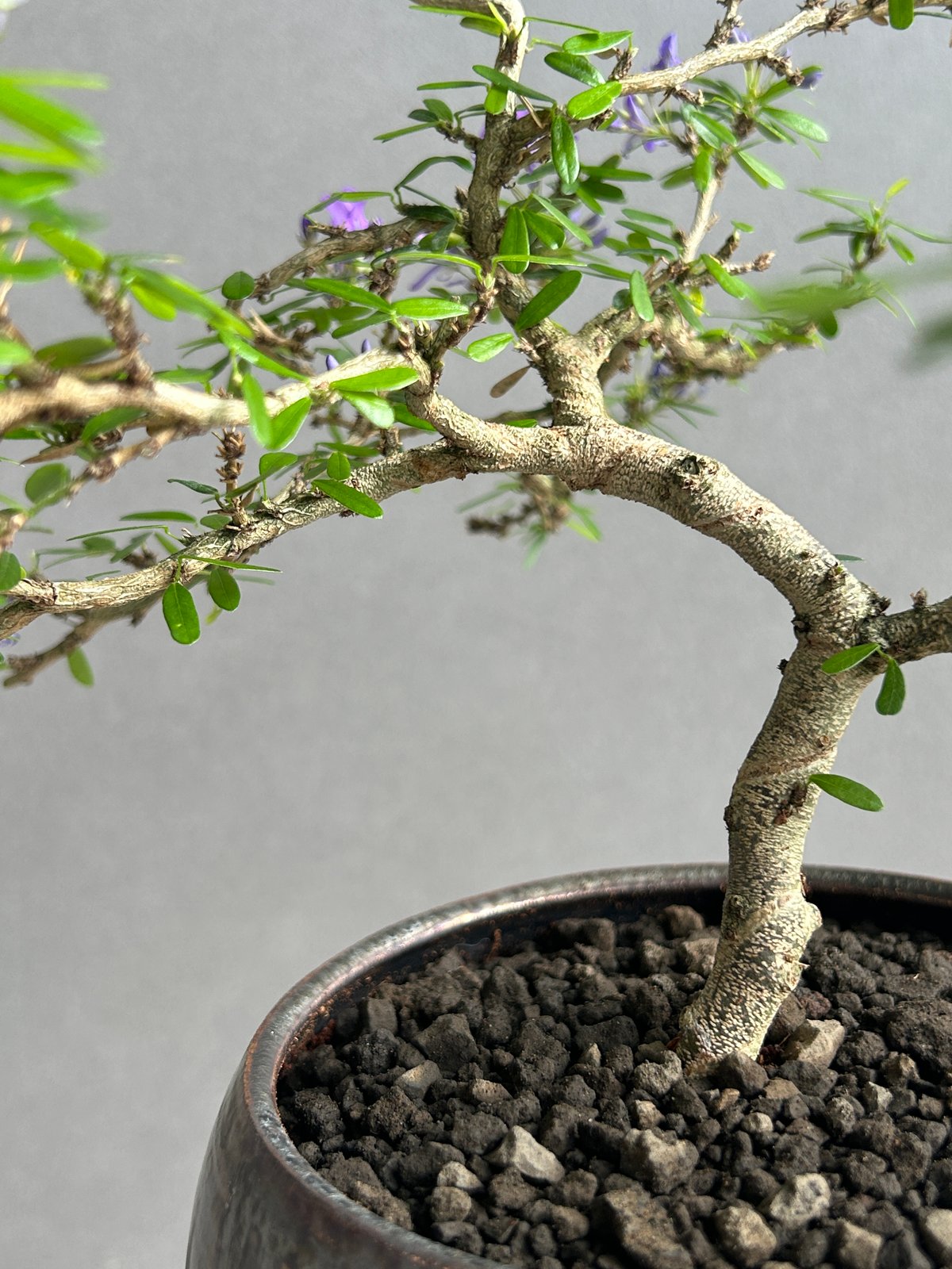ゴートスカル盆栽 うち” 盆栽+ object by 1218 「“UCHI” BONSAI 」15I | S
