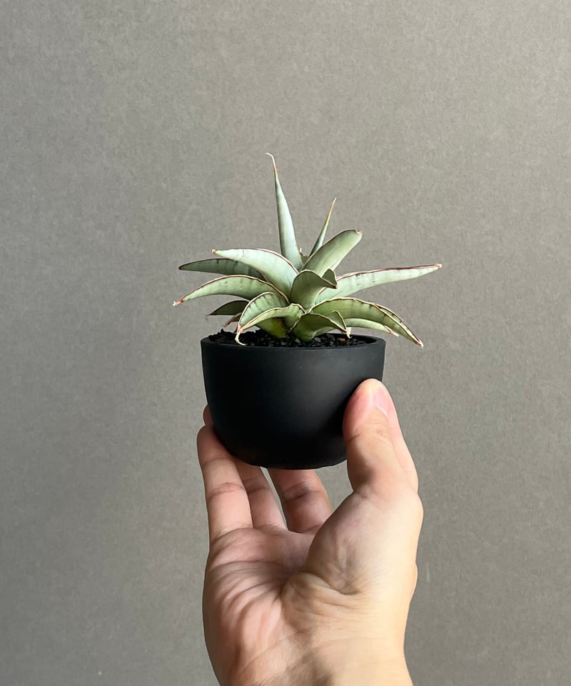 EMP サンセベリア モスキート / 右下が成長イメージ SA426 EMP