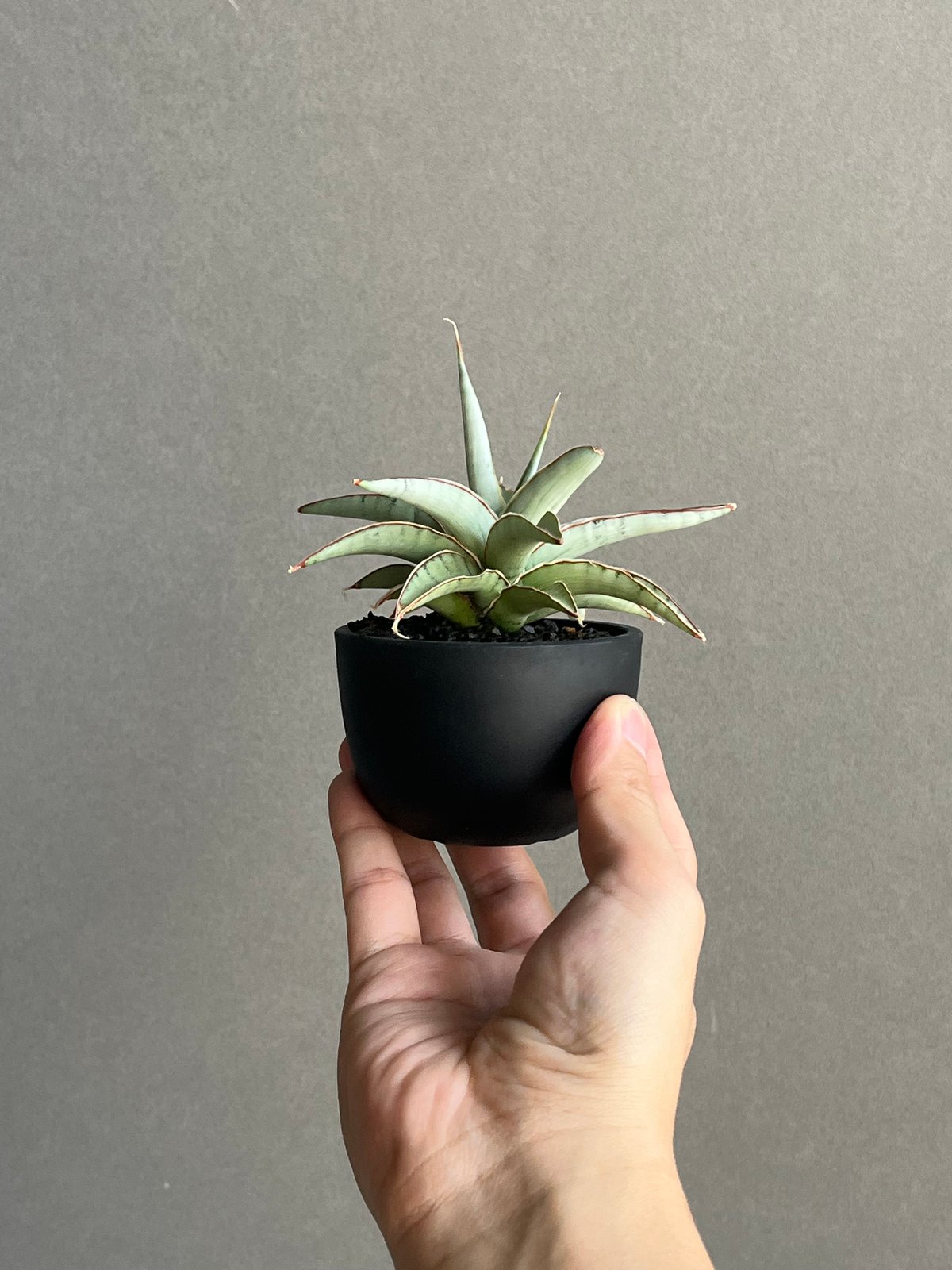 サンセベリア モスキート 「Sansevieria Mosquito」54N | SHOUCH