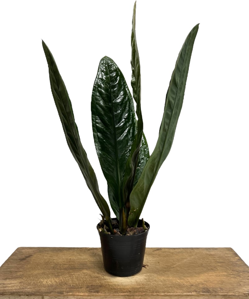 アンスリウム スパーバム 「Anthurium superbum」71K | SHOUCHIKUEN