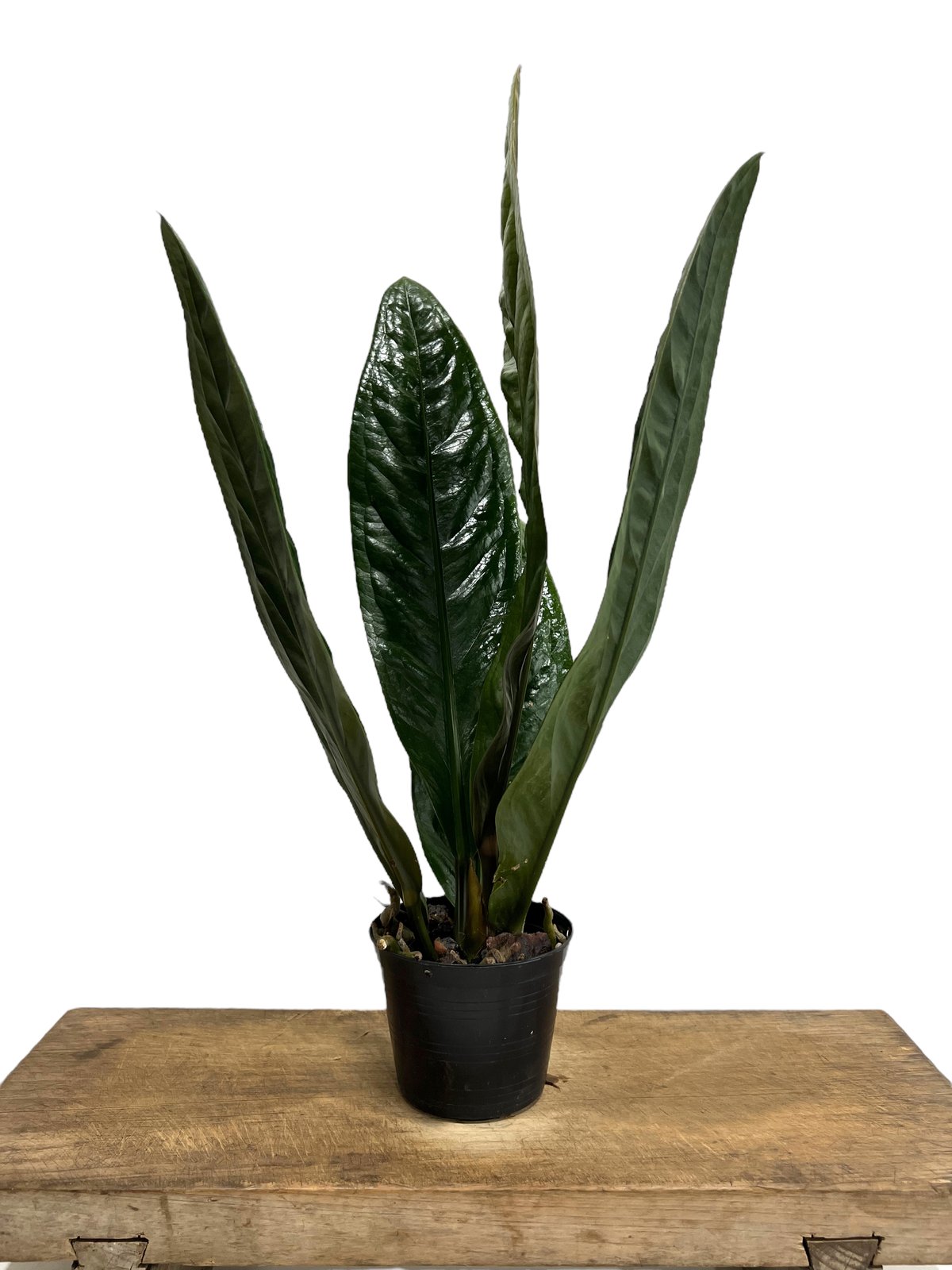 【HS】アンスリウム　BWxBW HS】アンスリウム BWxBW HS】アンスリウム BWxBW アートフラワー