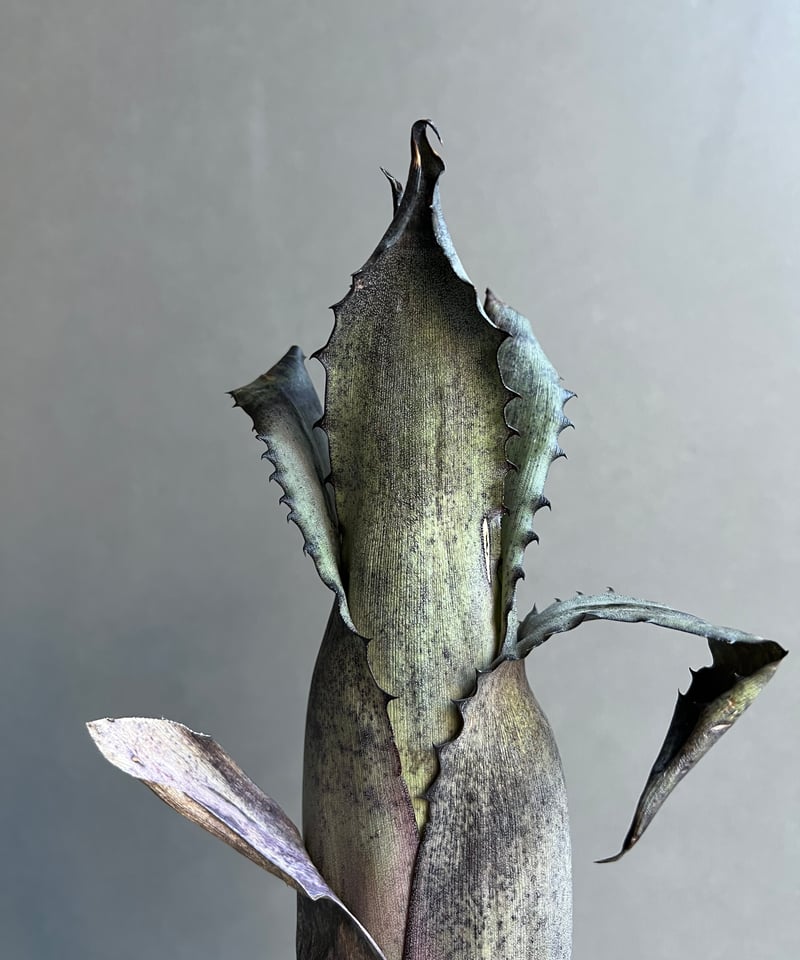 ホヘンベルギア sp. レメ # 2203 「Hohenbergia sp. leme # 2