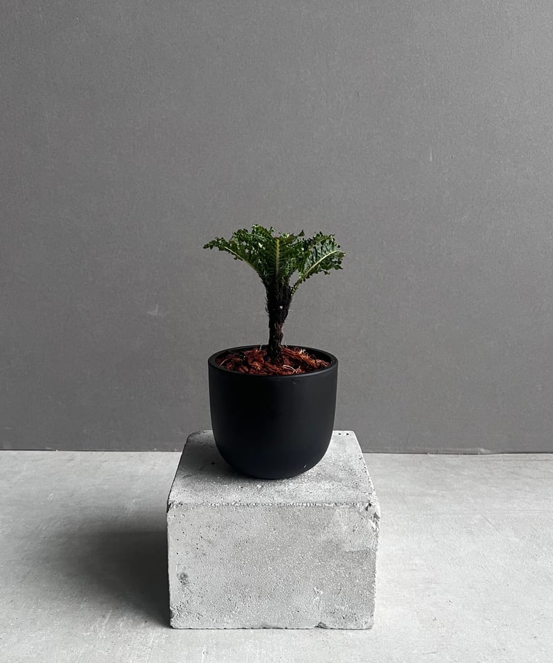 ブレクナム ギッバム ドワーフ 「Blechnum gibbum Dwarf 」91C | S