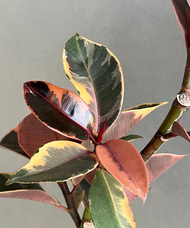 フィカス ルビー “カービング” 「Ficus elastica Ruby」77N | SHO