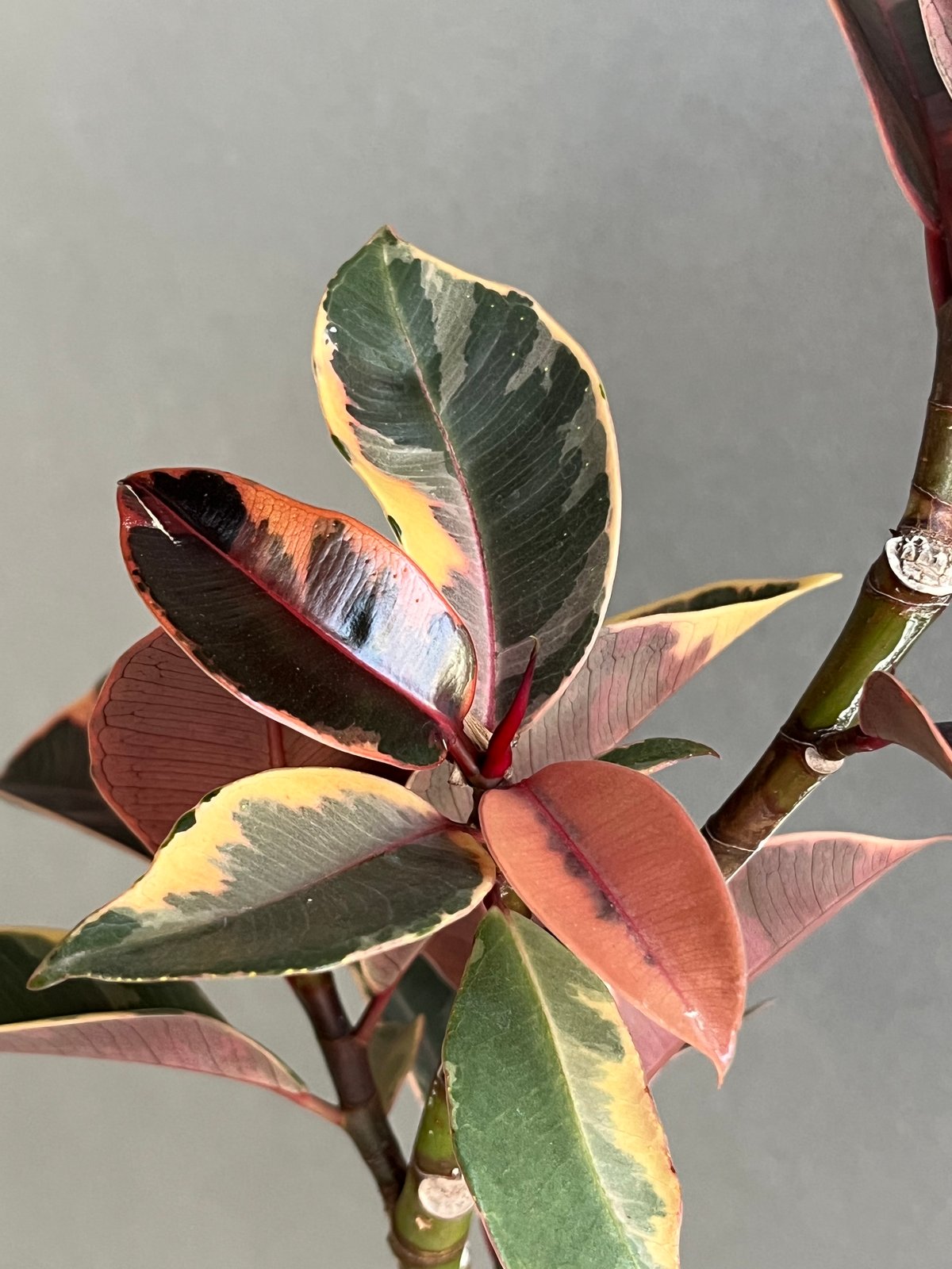 フィカス ルビー “カービング” 「Ficus elastica Ruby」77N | SHO