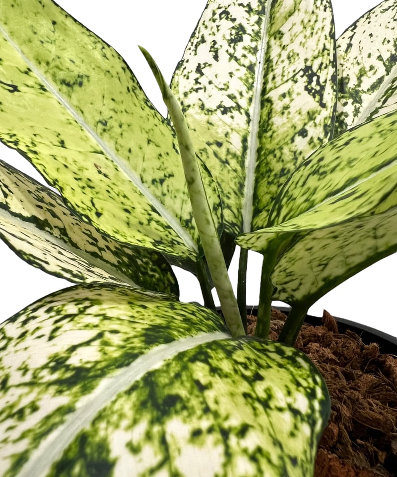 アグラオネマ・プラカイペット（Aglaonema ‘Prakai Pet’） アグラオネマ：プラカイペットレッド 4号鉢入り の通販 | 園芸ネット