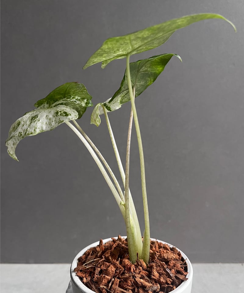 アロカシア ハイブリッド 斑入 「Alocasia hybrid Variegated アロカシア ハイブリッド 斑入 「Alocasia hybrid Variegated