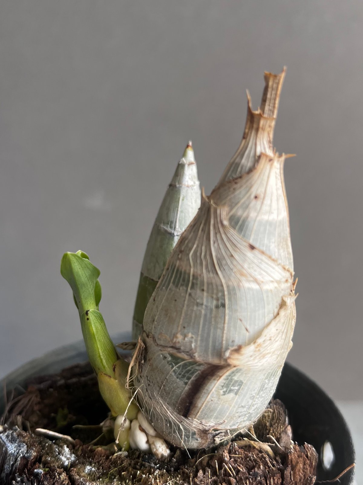 カタセタム ライアン ハリントン「 Catasetum Ryan Harrington」90Y