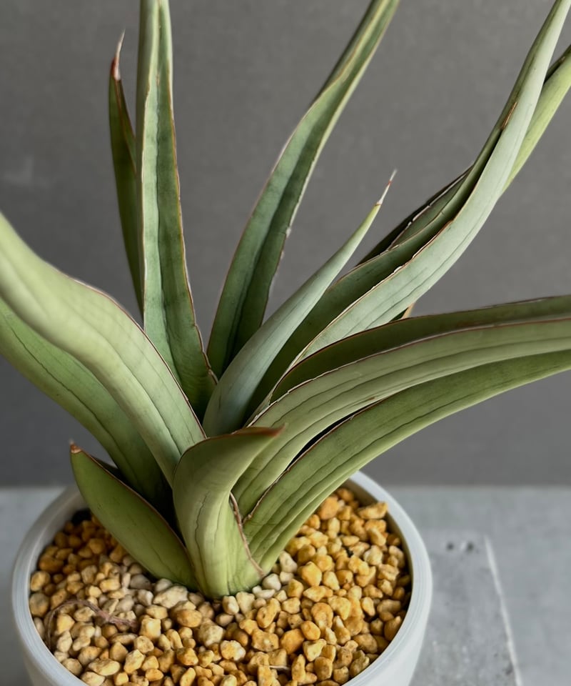 サンセベリア バイ-ビッド 「Sansevieria Bi-Bid (by Unyamanee