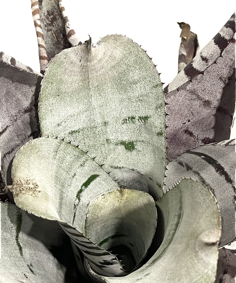 エクメア チャンティニー ブラック セレクト「Aechmea chantinii Black