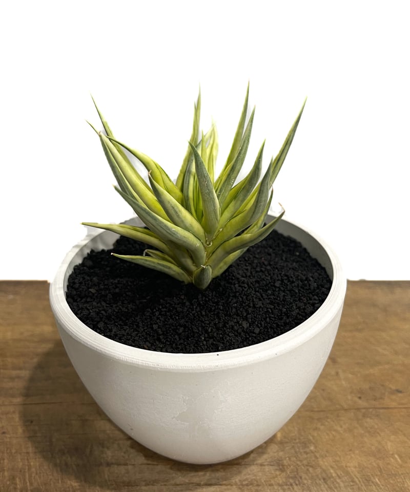 レベッカ スターリーナイト アット サンシミオン EDITION 60/300 レベッカ スターリーナイト アット サンシミオン EDITION 60/300