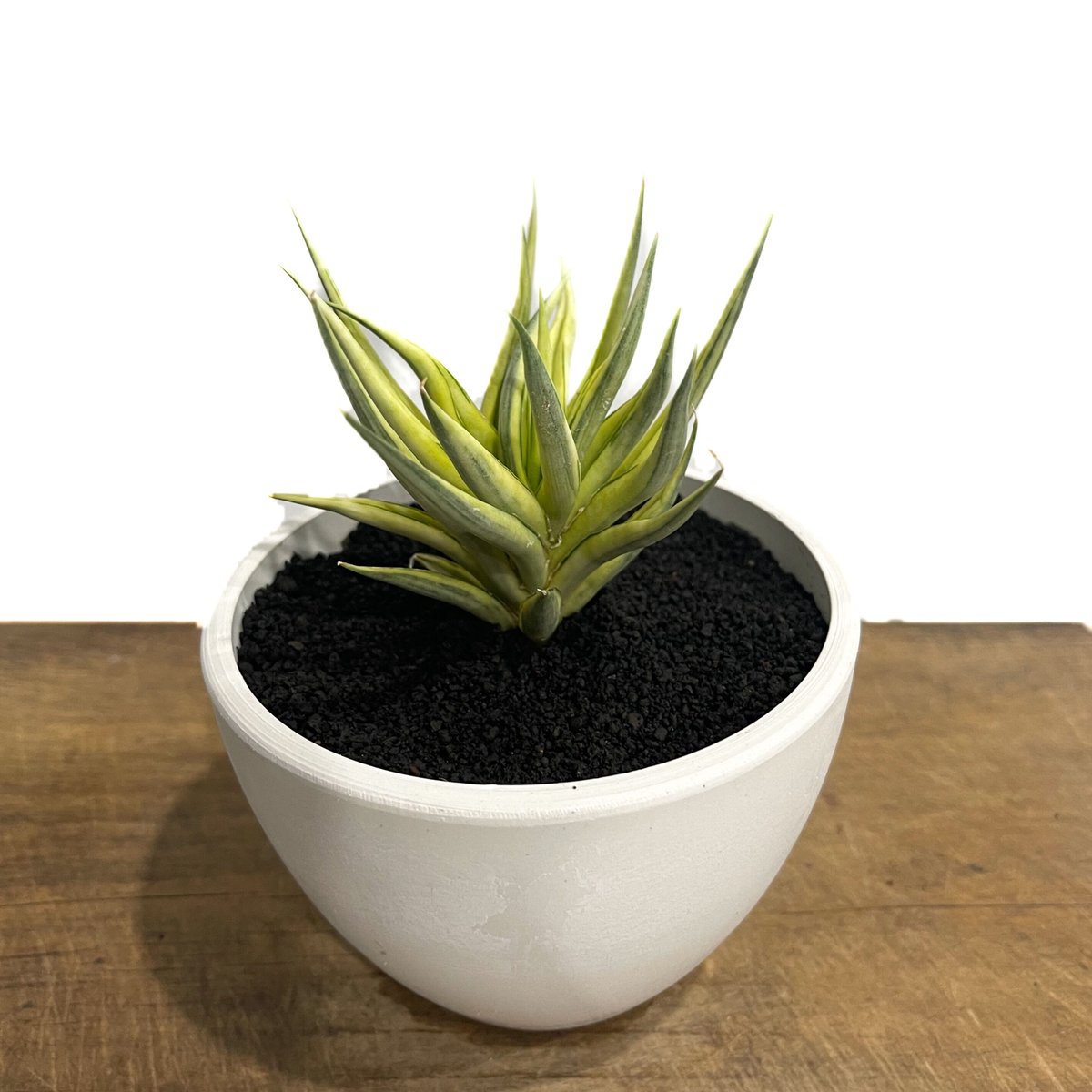 サンセベリア スタリーナイト「Sansevieria Starry Night」6/1-718